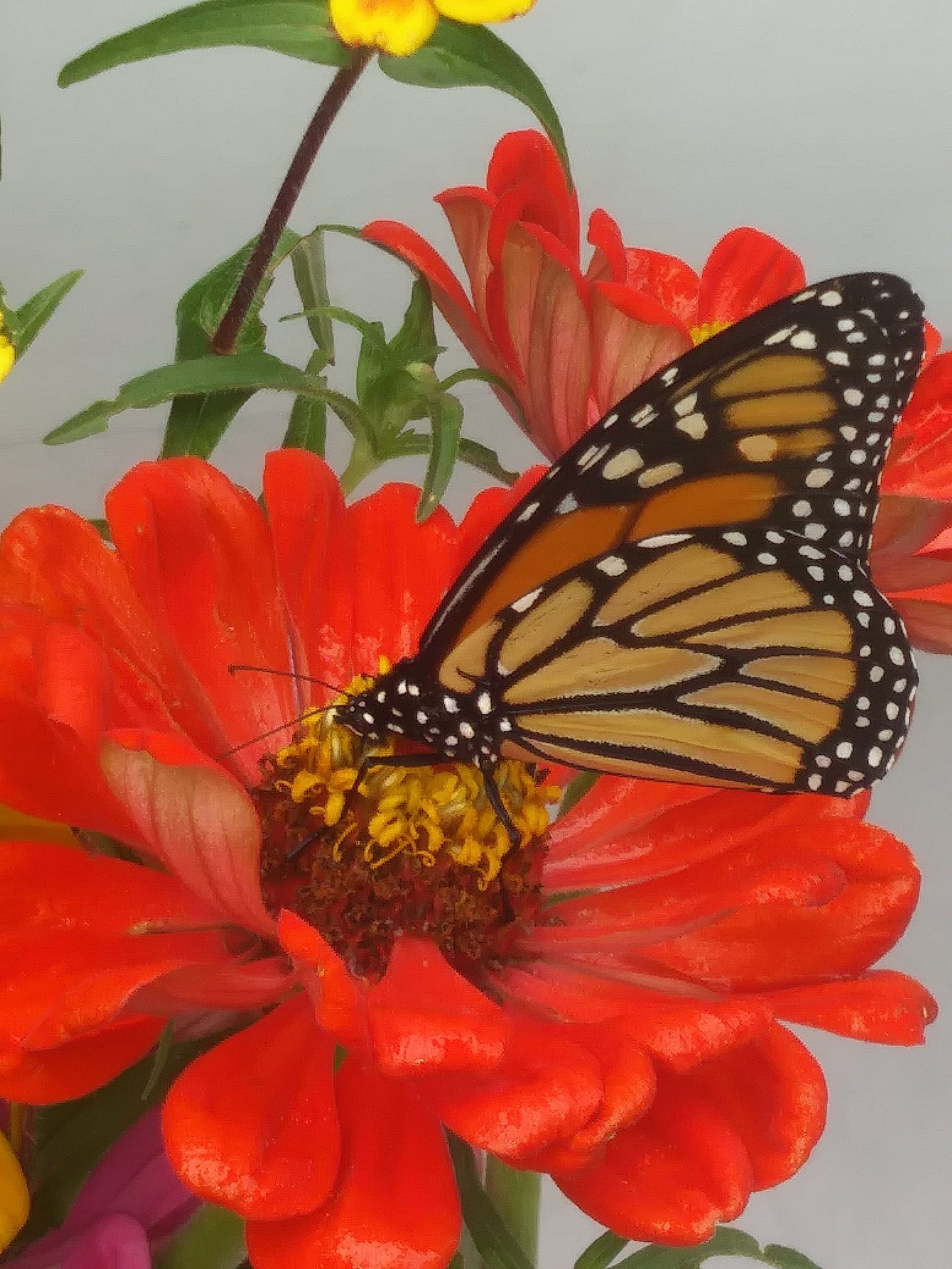 Pollinators - Master Gardeners Association
