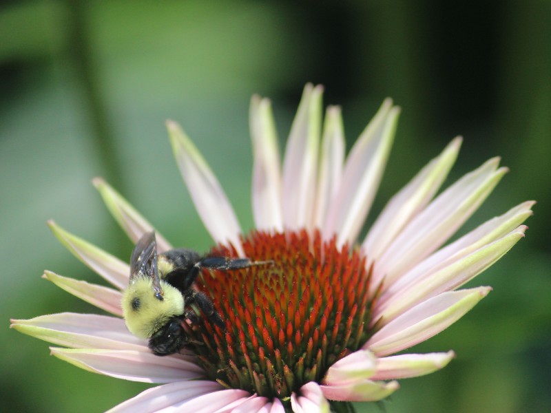 Bee Pollinating a Flower