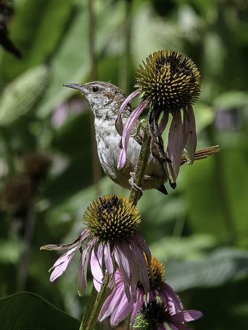Master Gardeners Spring Symposium Poster 2