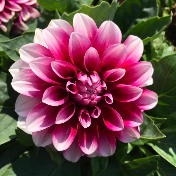 dahlia