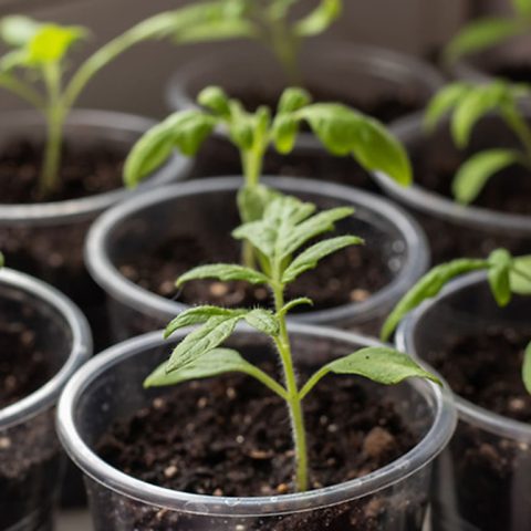 Tomato seedlings