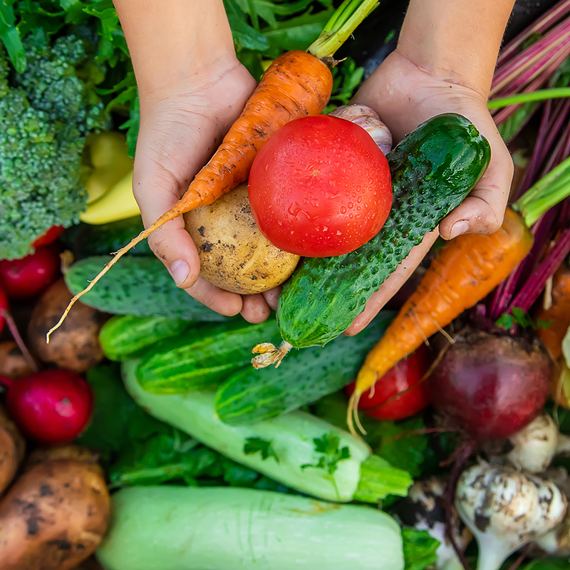 The child holds vegetables in his hands in the garden. Selective focus. Speaker’s Bureau C. Bryan
