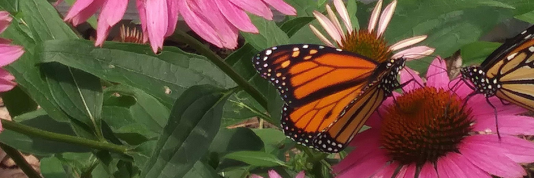 Butterfly Pollinators