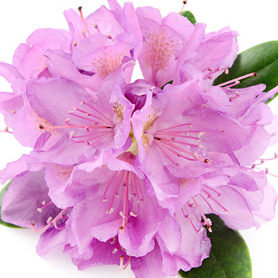 Rhododendrons for Sale