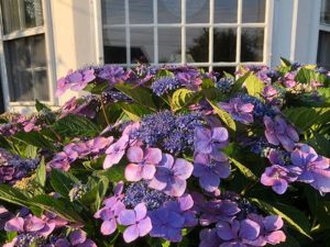 hydrangea festival hydrangea festival