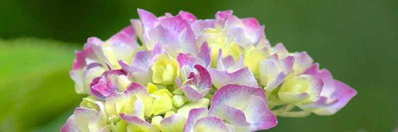 hydrangea festival