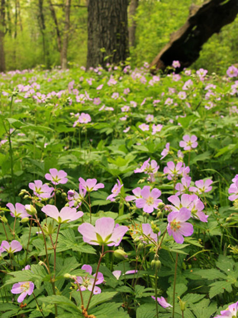 Cape Cod Cooperative Extension native plant sale