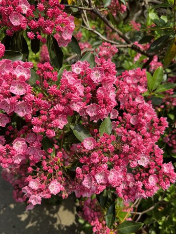 Master Gardeners Spring Symposium