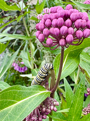 Master Gardeners Spring Symposium Poster